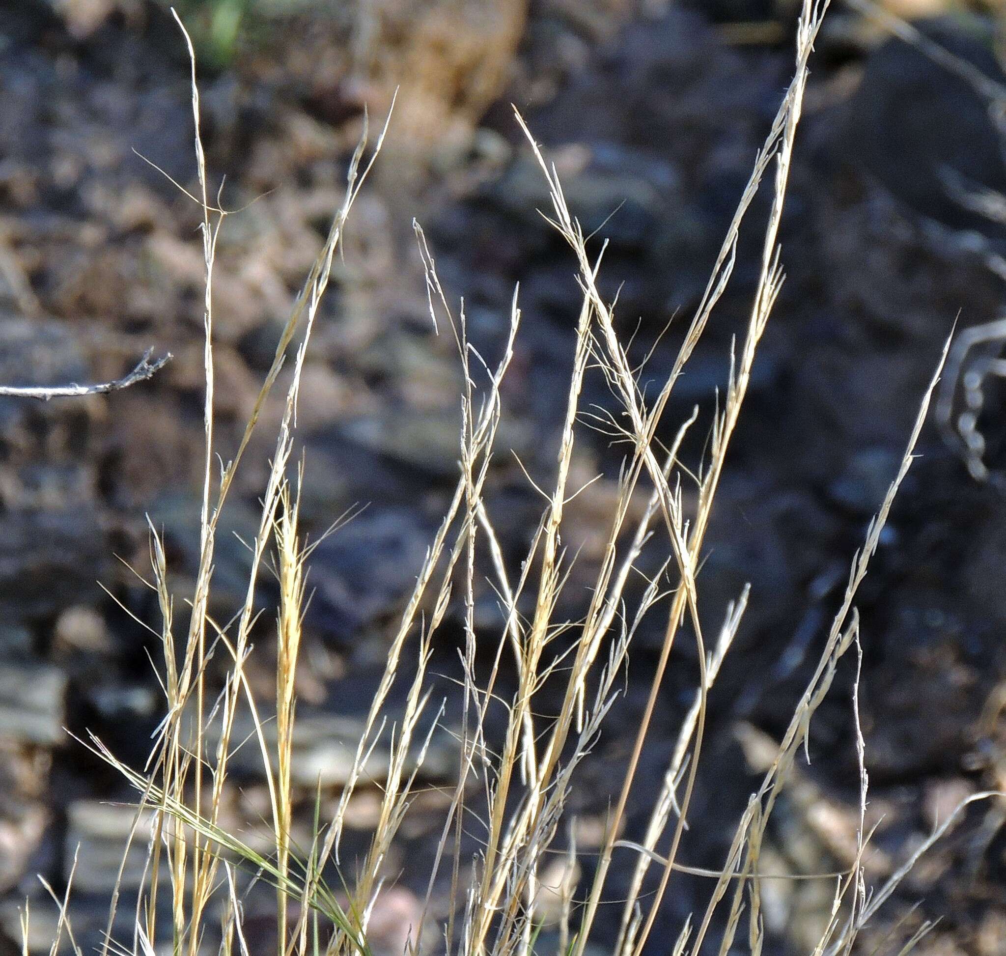 Image of Aristida mendocina Phil.