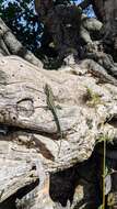 Image of Anatolian Rock Lizard