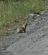 Image of Arctic ground squirrel