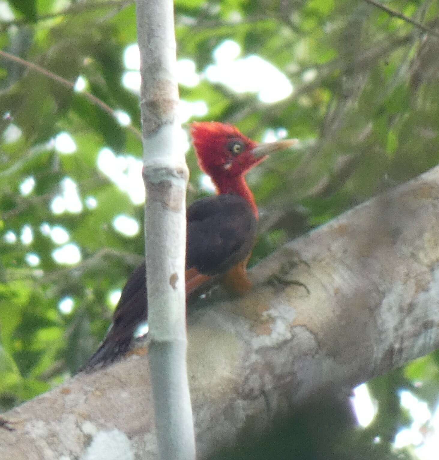 Image of Red-necked Woodpecker