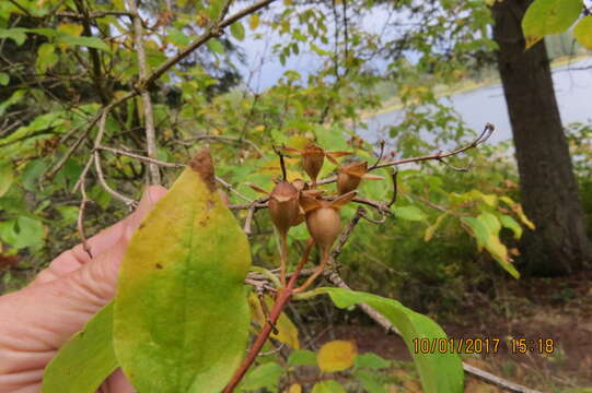 Image of Gordon's Mockorange