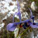 Image of Moraea hainebachiana Goldblatt & J. C. Manning