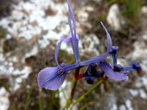 Image of Moraea hainebachiana Goldblatt & J. C. Manning