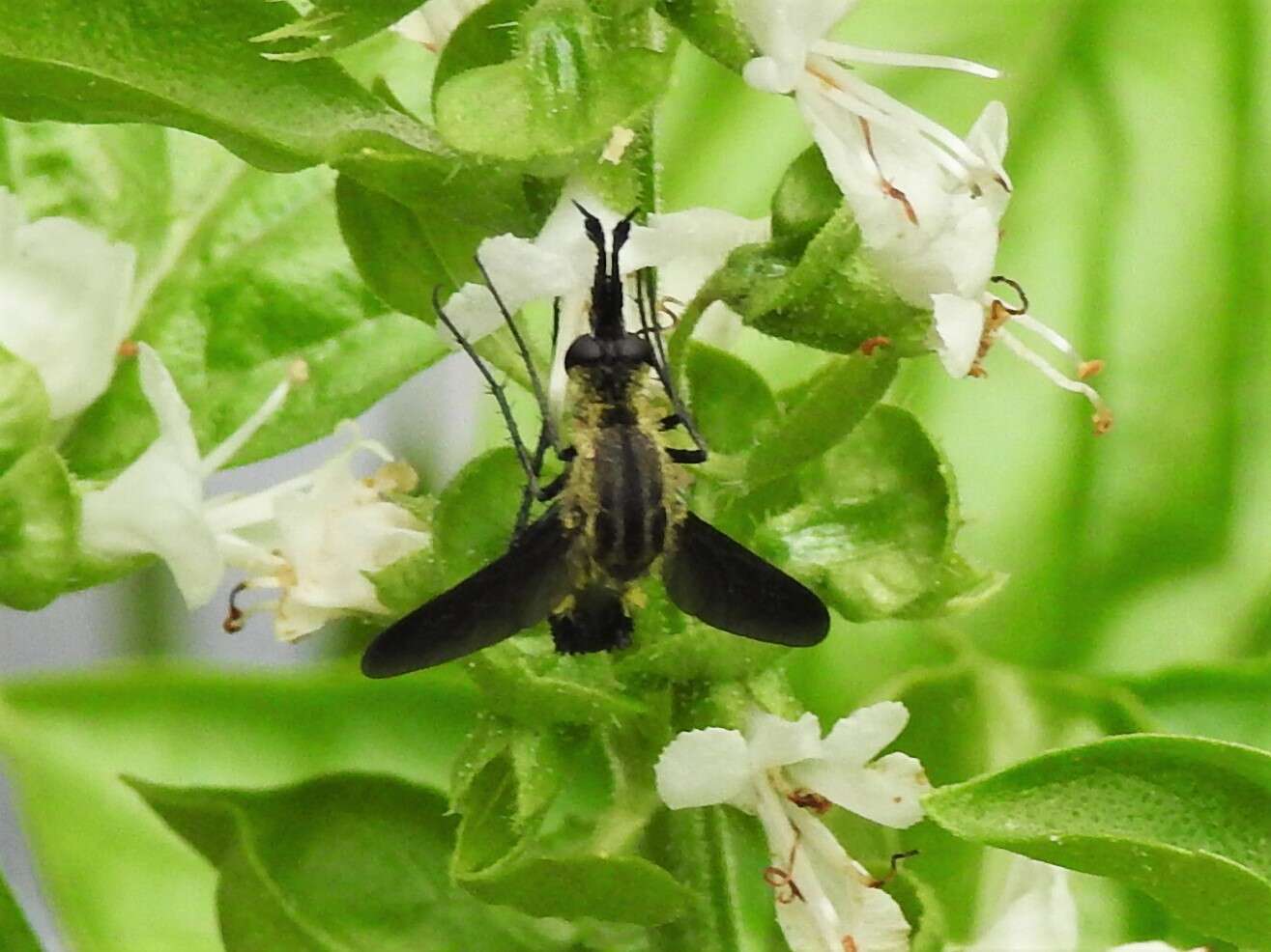 Image of Lepidophora