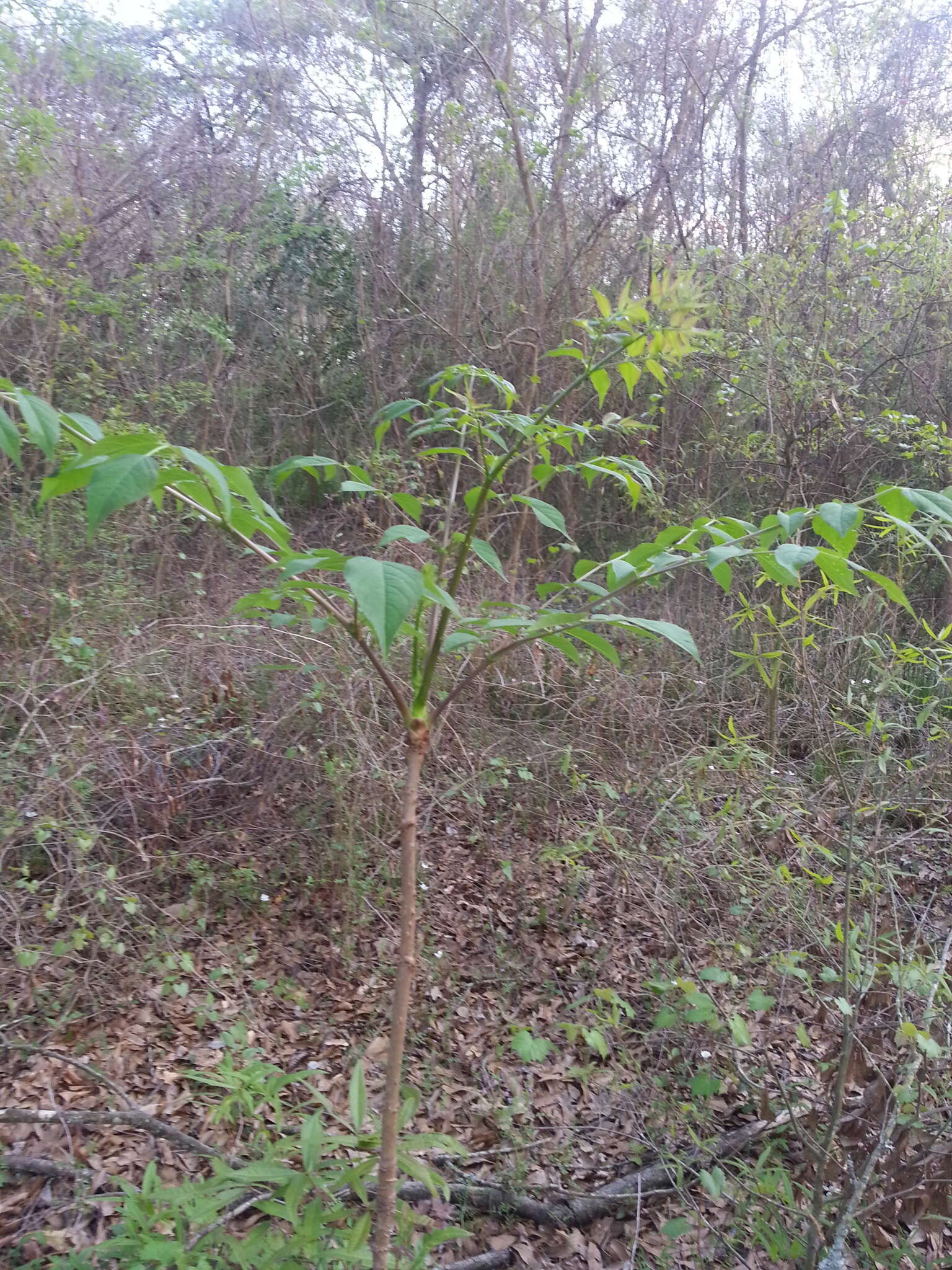 Image of devil's walkingstick