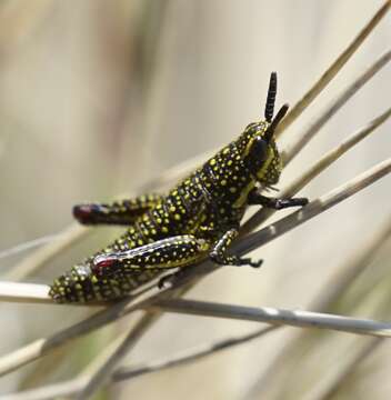 صورة Monistria concinna (Walker & F. 1871)