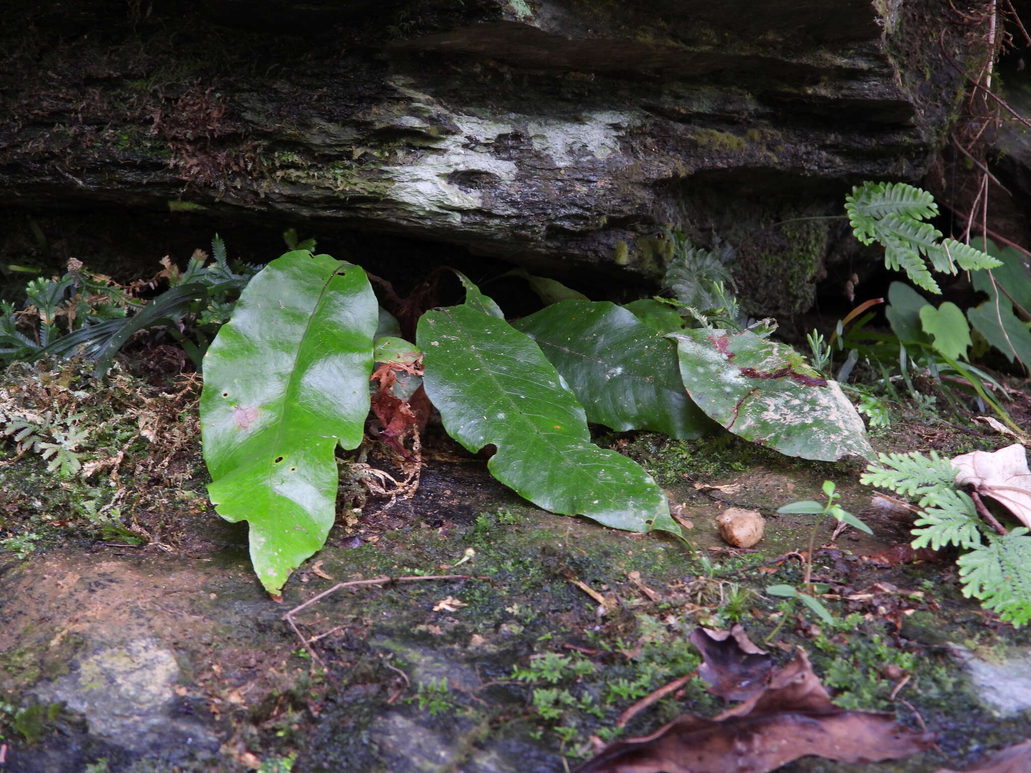 Image of Tectaria harlandii (Hook.) C. M. Kuo