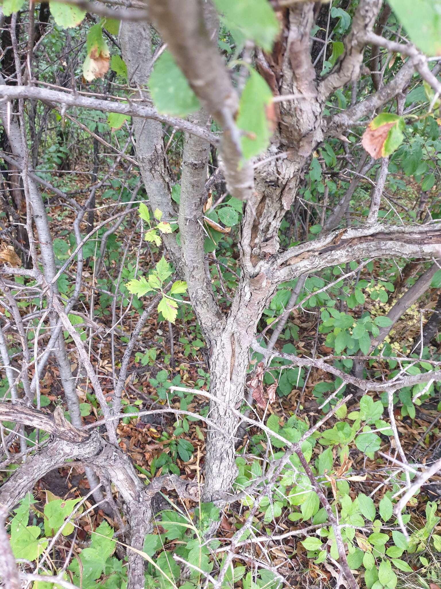 Plancia ëd Crataegus suborbiculata Sarg.