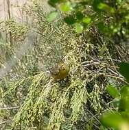 Image of Drakensberg Siskin