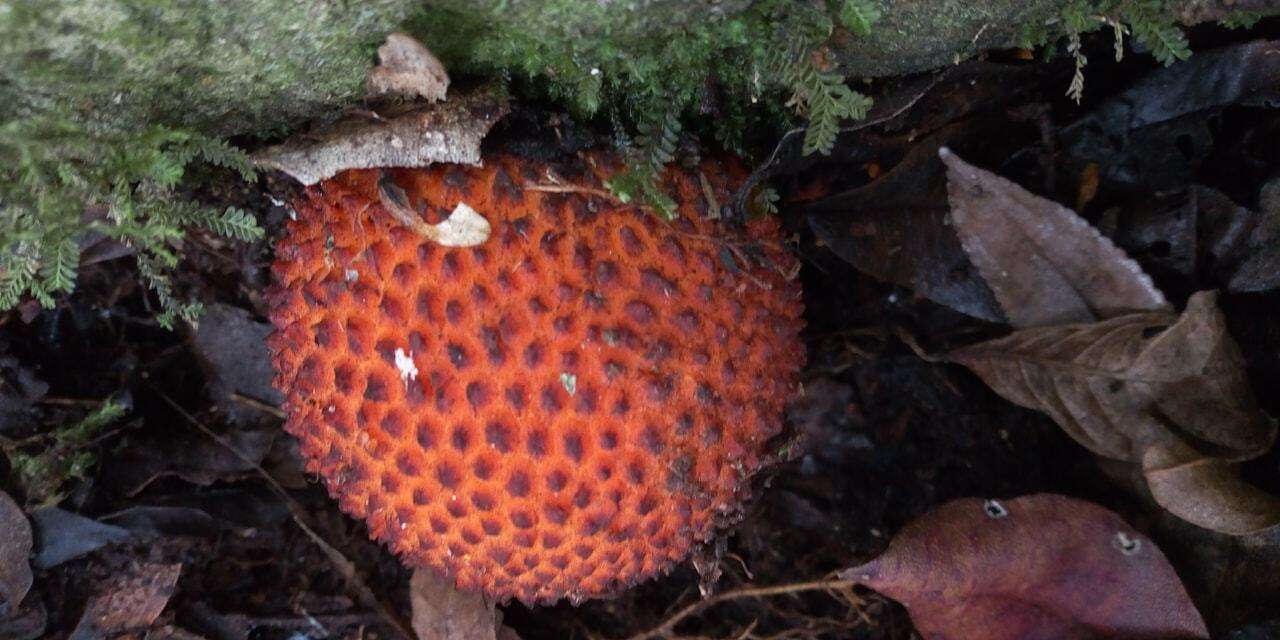 Sivun Corynaea kuva