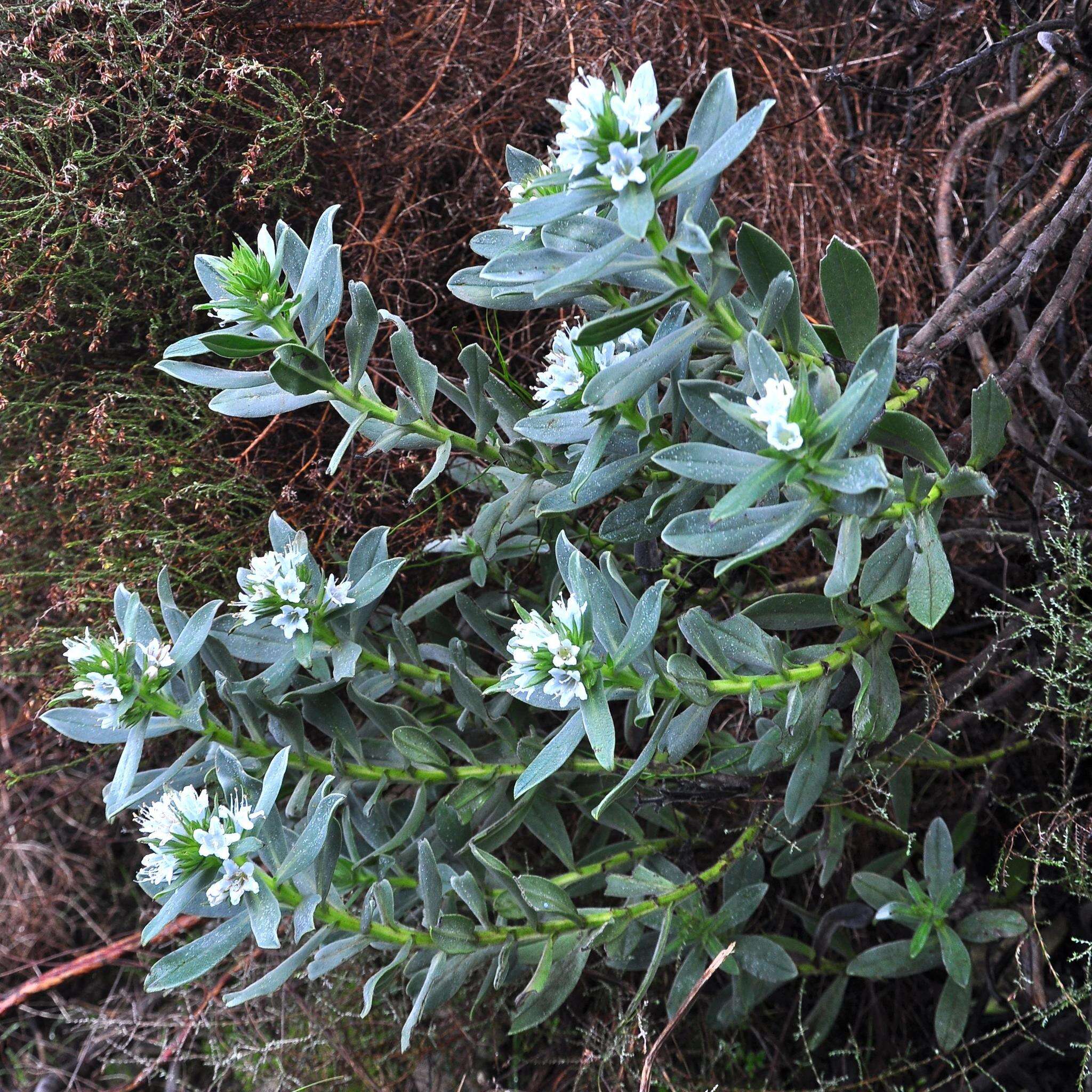 Image of Lobostemon montanus (DC.) Buek