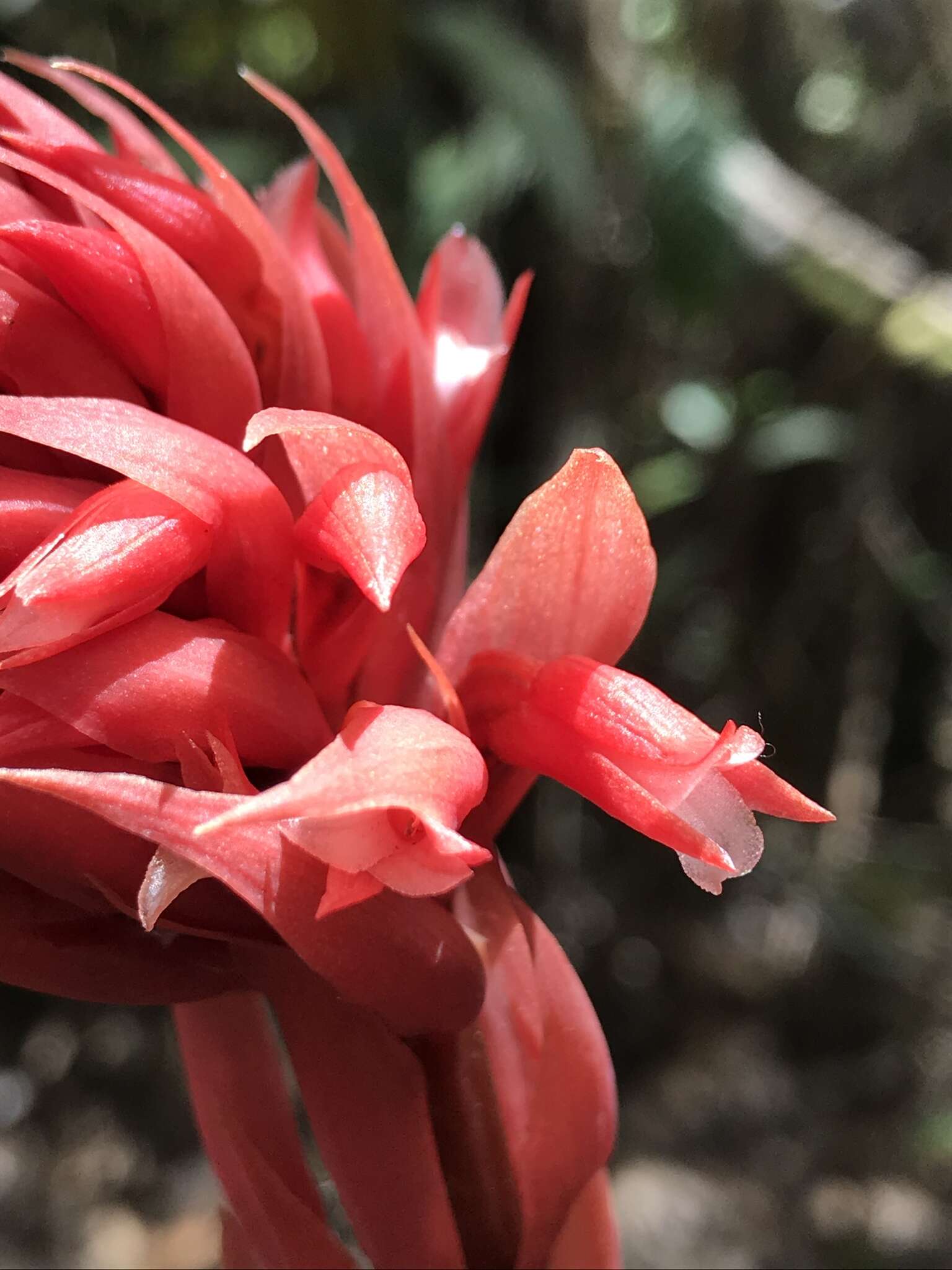 Plancia ëd Stenorrhynchos albidomaculatum Christenson