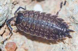 Image of Porcellio violaceus Budde-Lund 1885