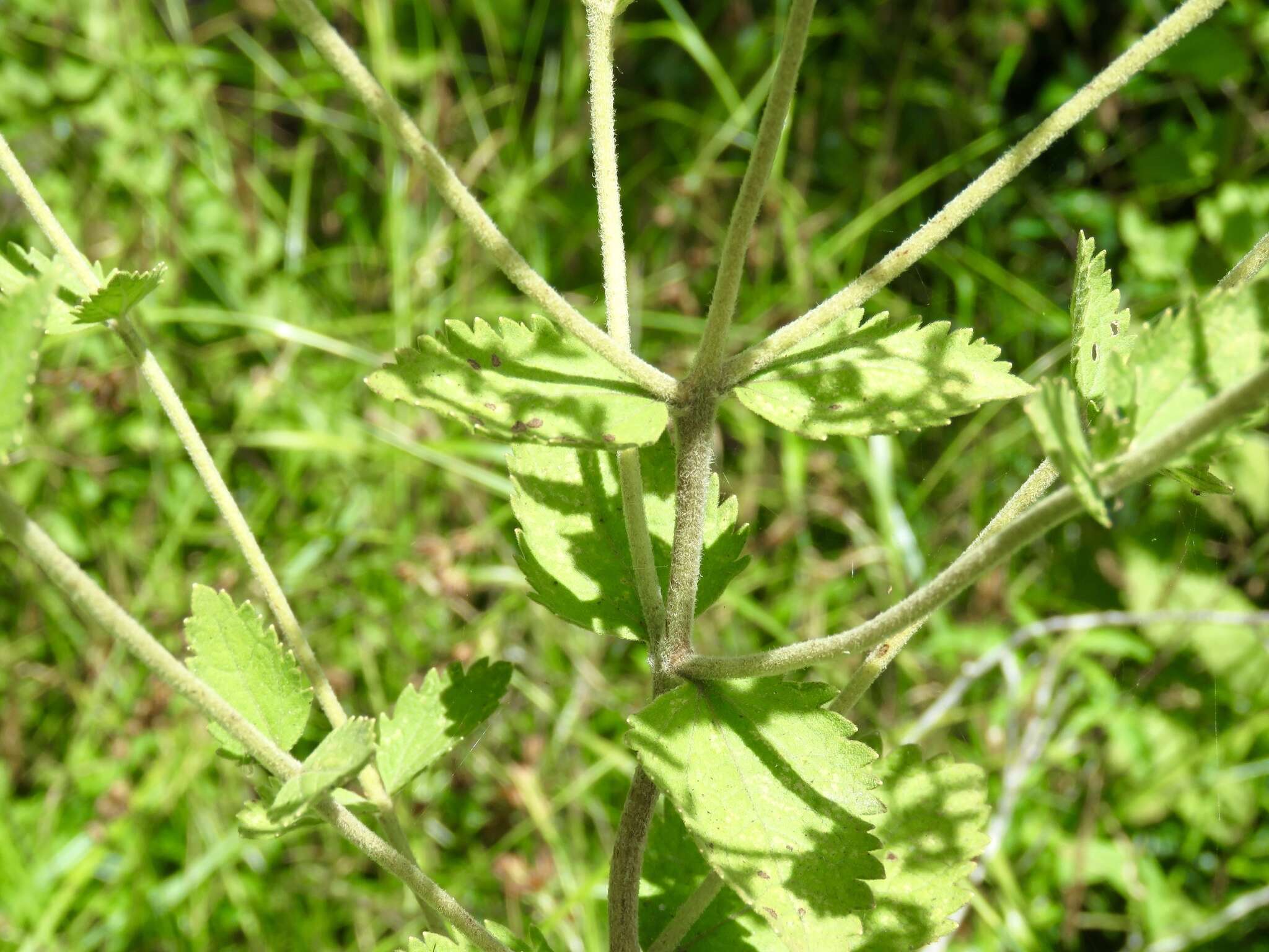 Eupatorium rotundifolium L. resmi