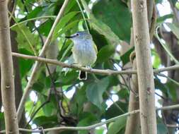 Image of Slate-headed Tody-Flycatcher