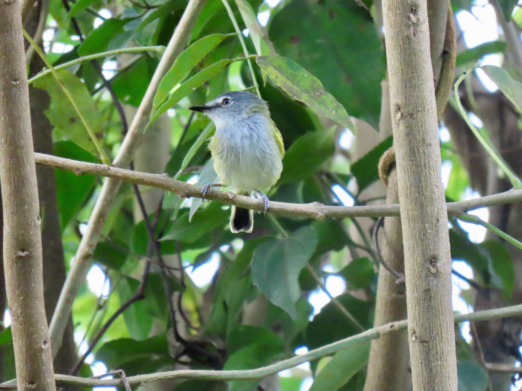 Image of Slate-headed Tody-Flycatcher