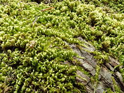 Image of Nevada homalothecium moss