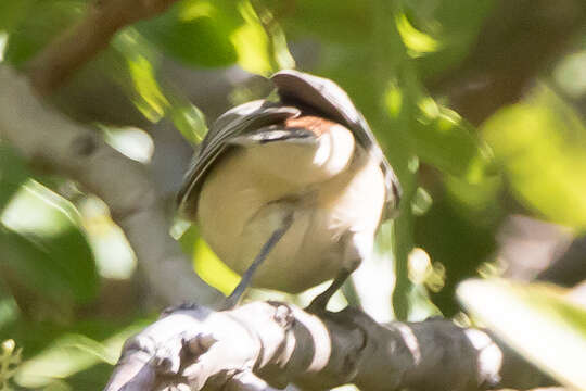 Image of Lucy's Warbler