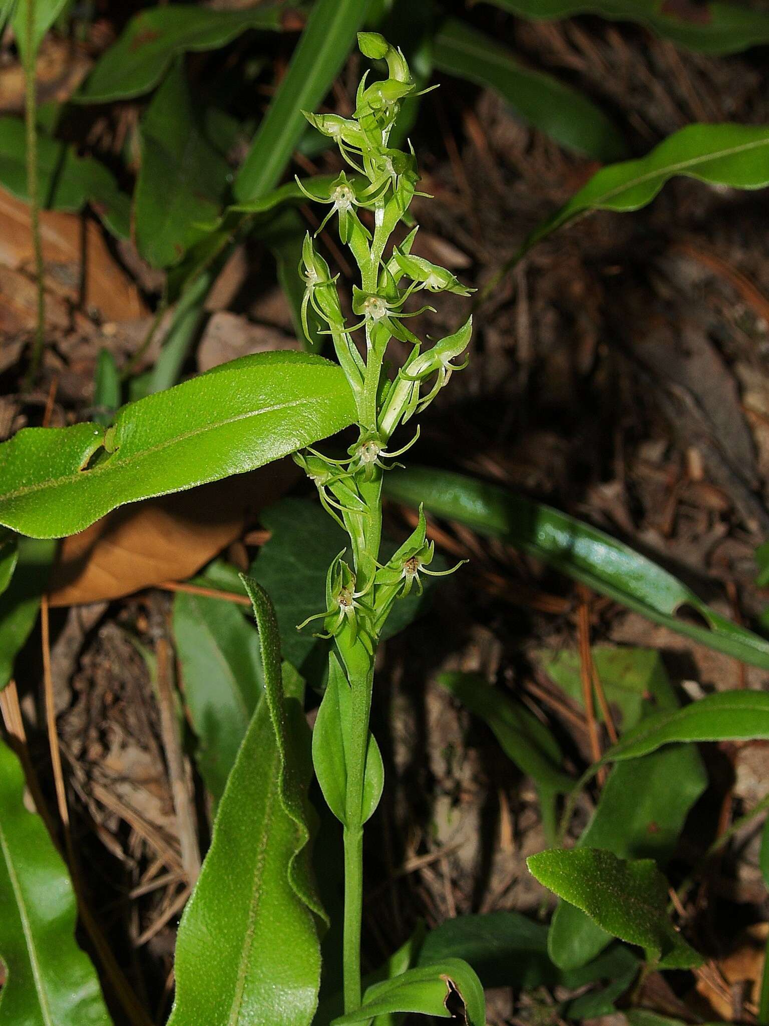 Image of Habenaria guadalajarana S. Watson