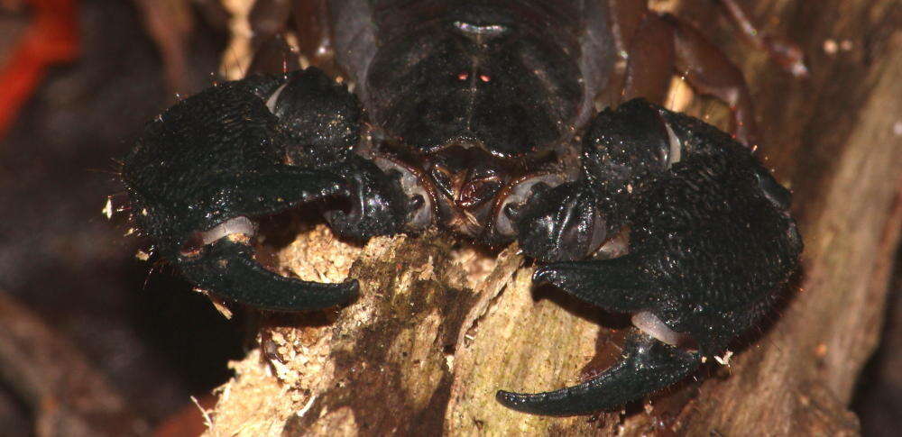 Image of Opisthacanthus asper (Peters 1861)