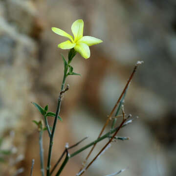 Image of cockroachplant