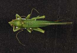 Image of Pyrgocorypha