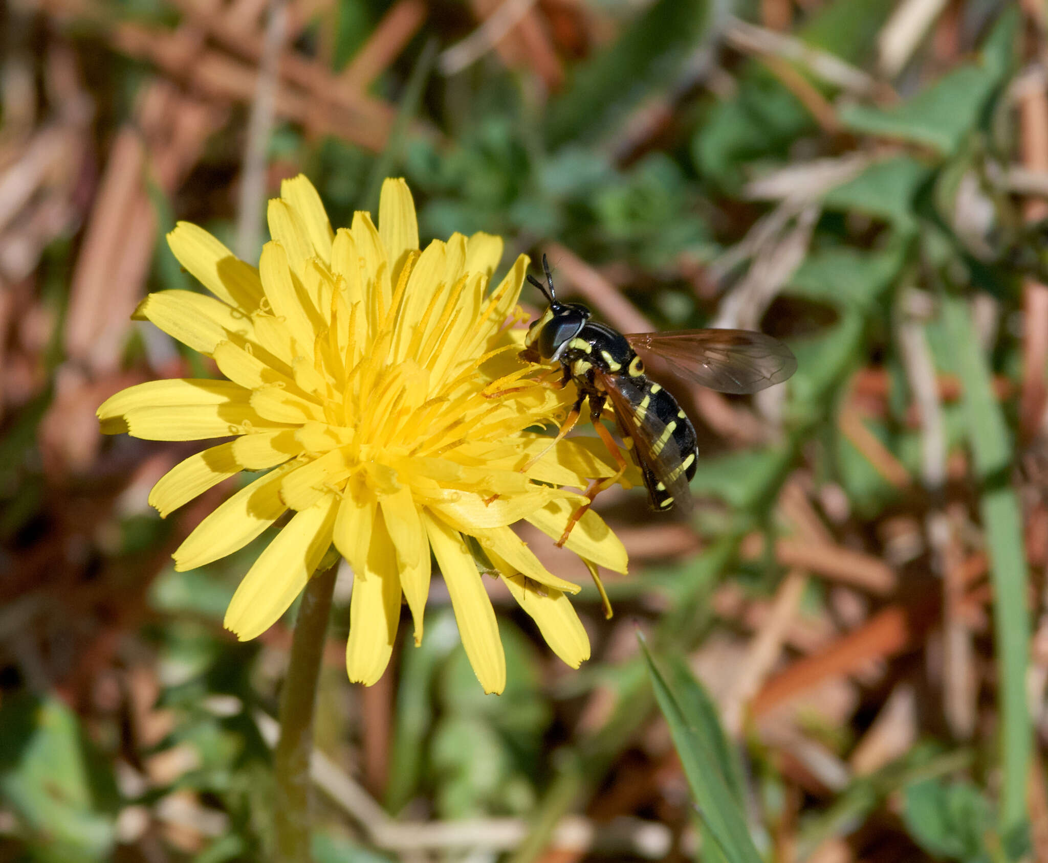 Image de Chrysotoxum vernale Loew 1841