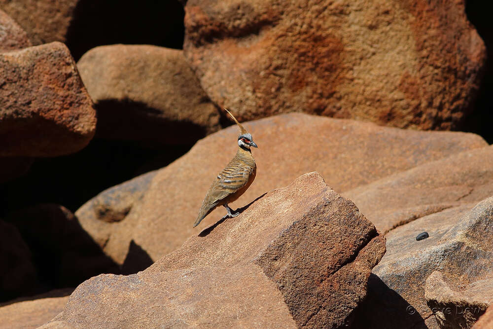 صورة Geophaps plumifera ferruginea (Gould 1865)