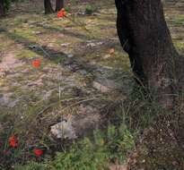 Imagem de Bouvardia tenuifolia Standl.