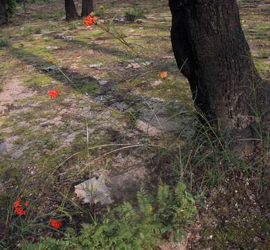 Plancia ëd Bouvardia tenuifolia Standl.