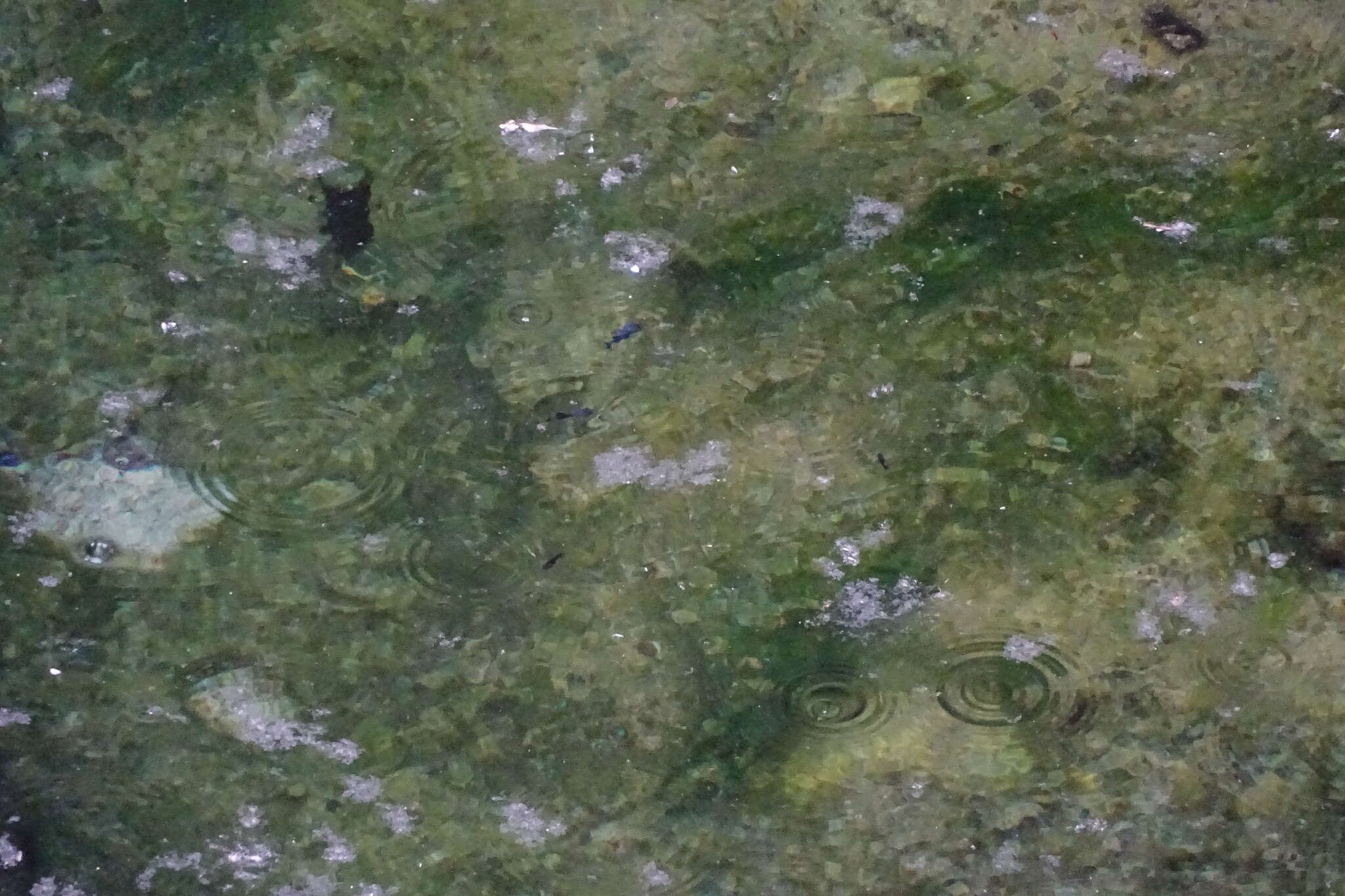 Image of Devil's Hole pupfish