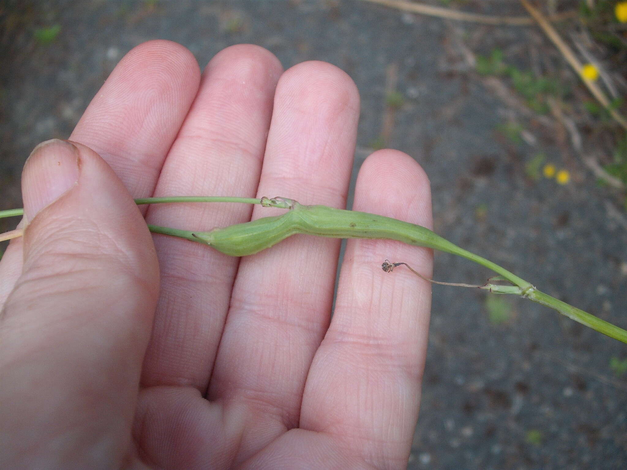 Image of Gall wasp