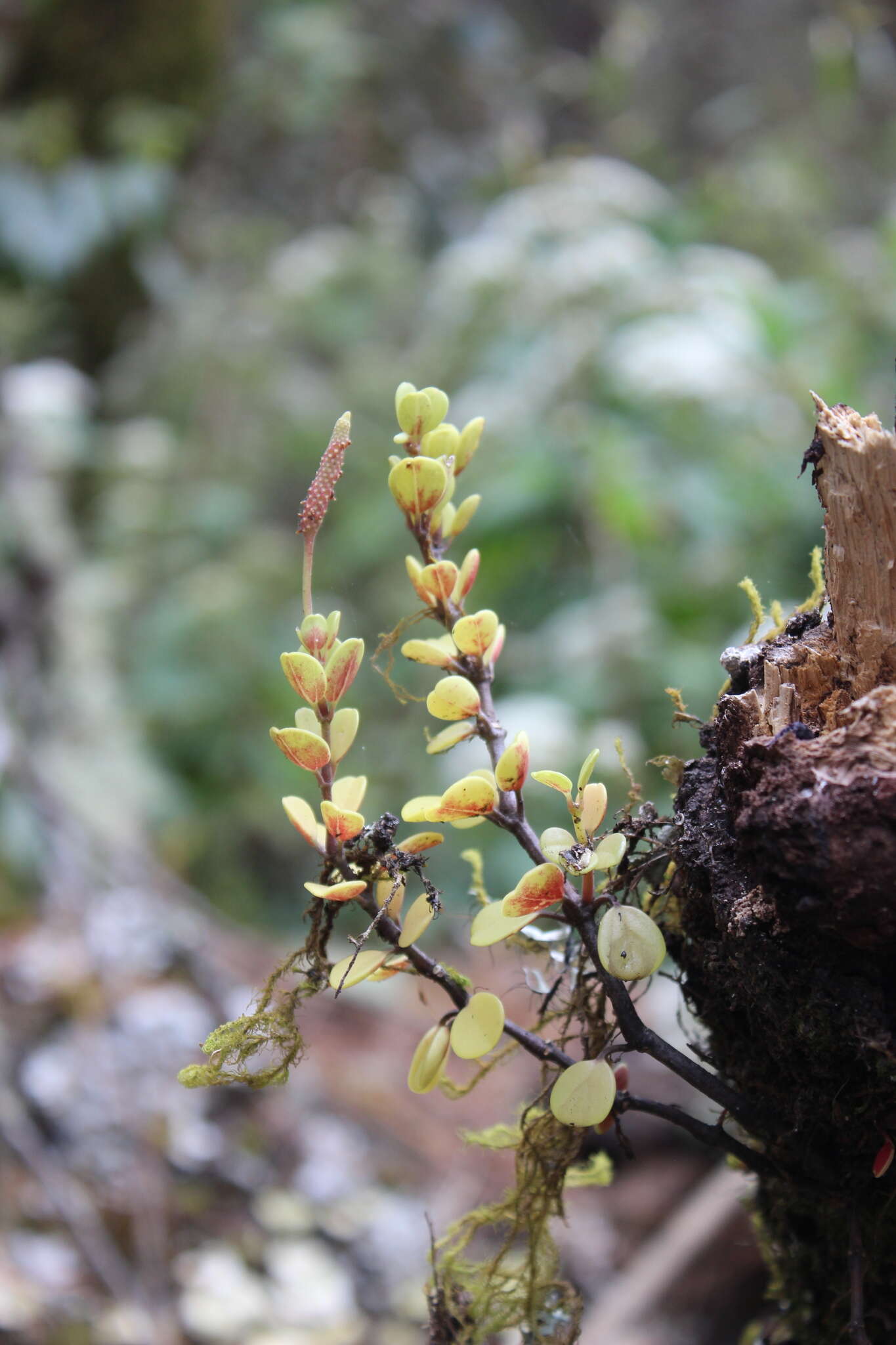 Image of <i>Peperomia edulis</i>