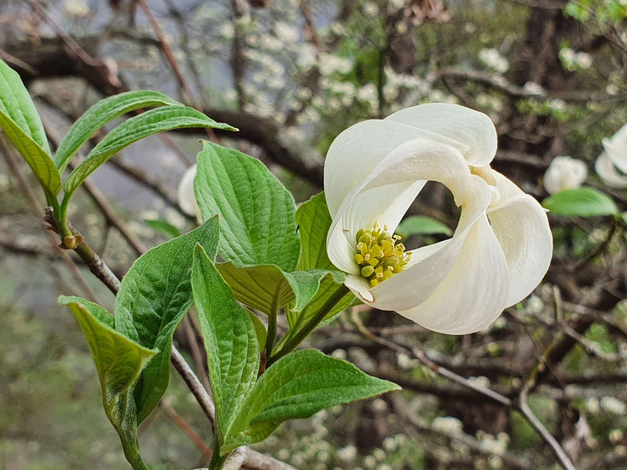 Image of Magic Dogwood