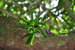 Image of Dendrobium goldschmidtianum Kraenzl.