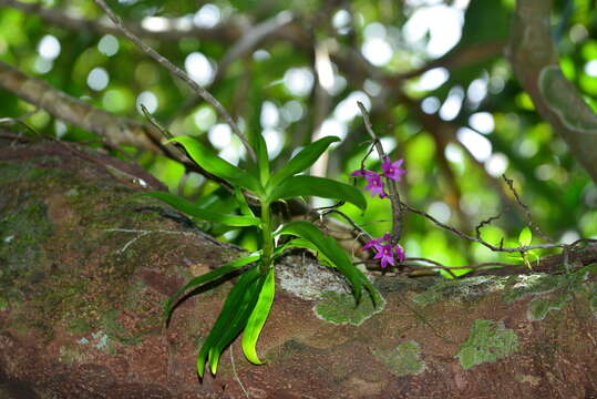 Imagem de Dendrobium goldschmidtianum Kraenzl.