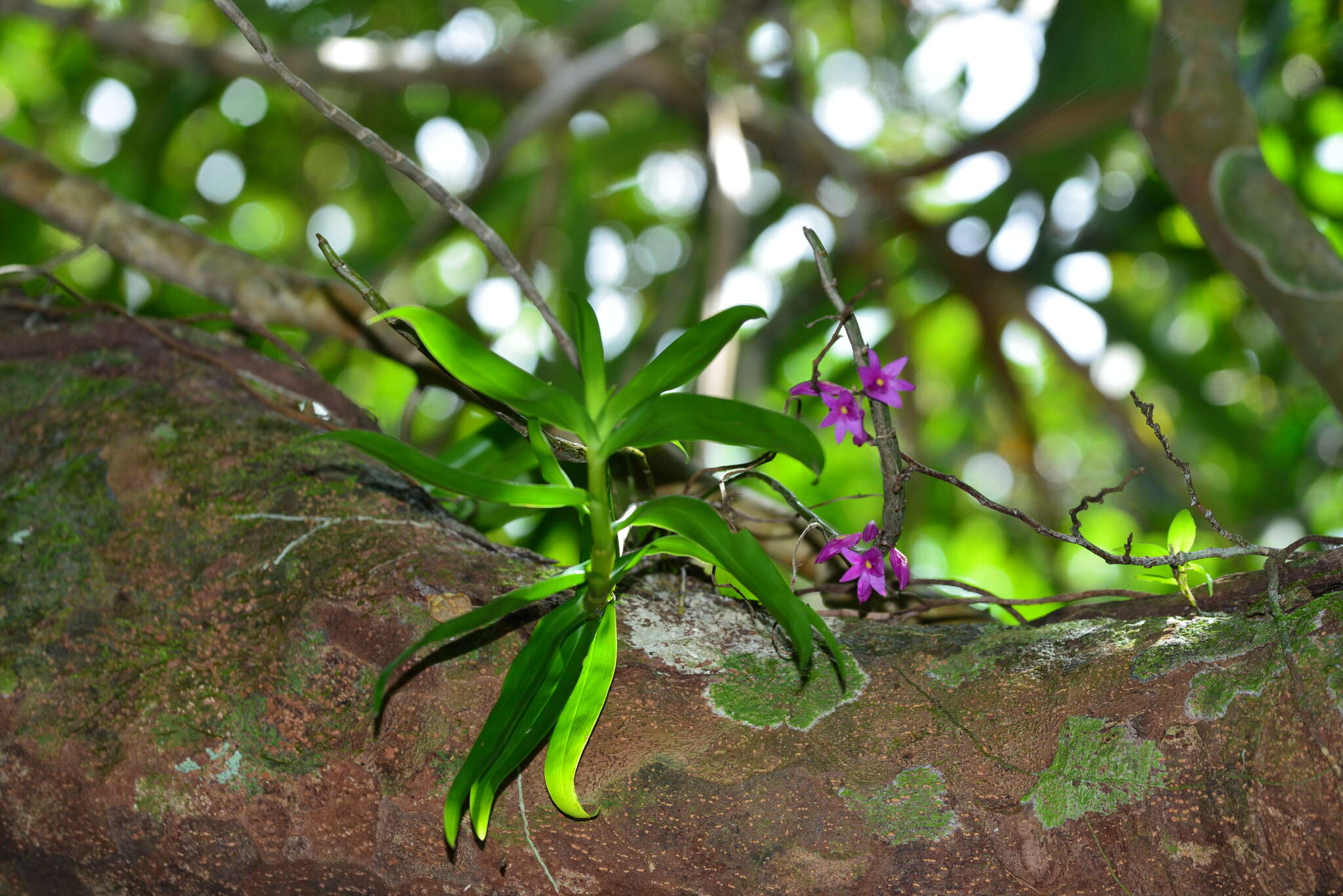 Image of Dendrobium goldschmidtianum Kraenzl.