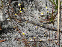 Sivun Utricularia bisquamata Schrank kuva