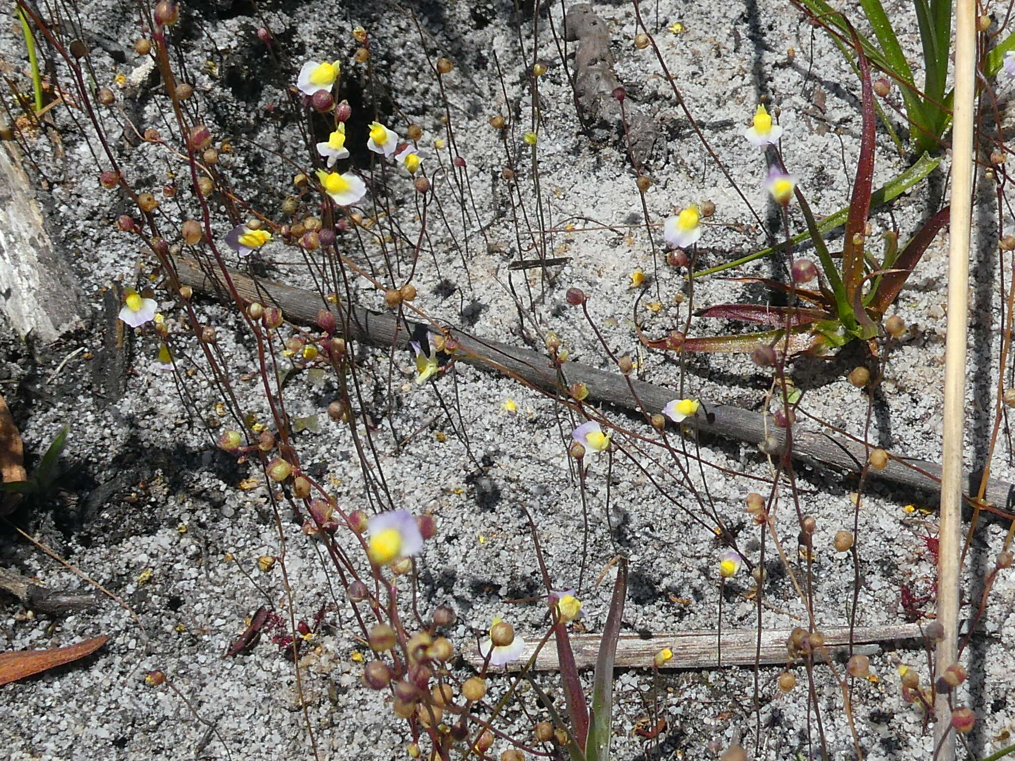 Image of Utricularia bisquamata Schrank