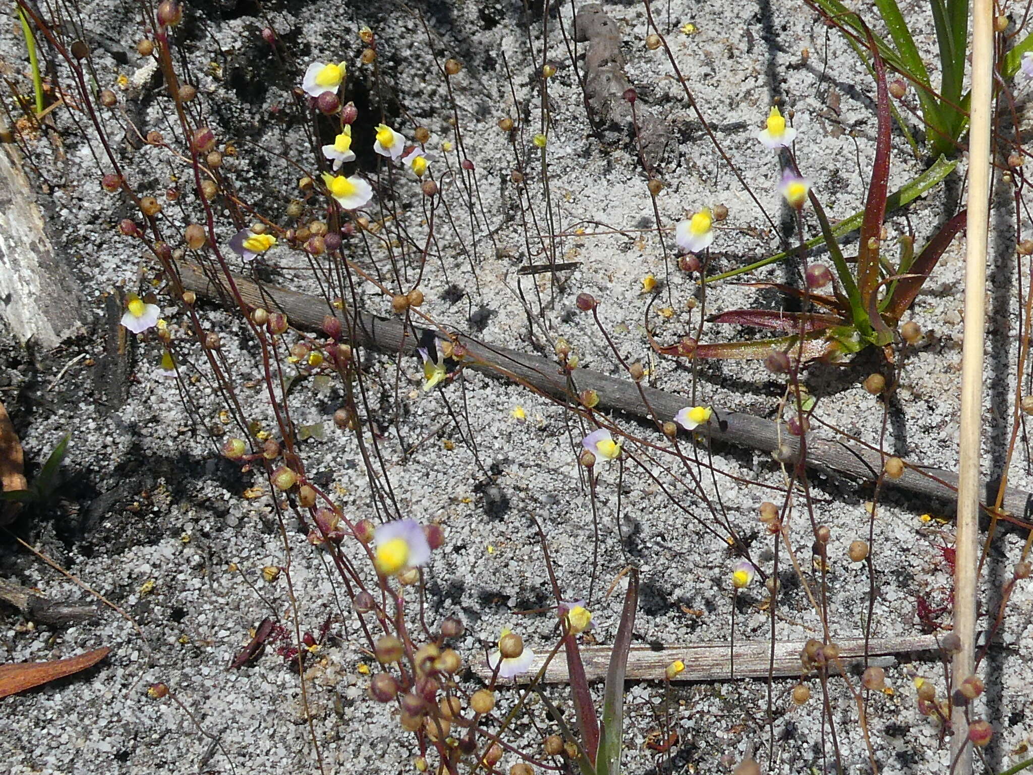 Sivun Utricularia bisquamata Schrank kuva