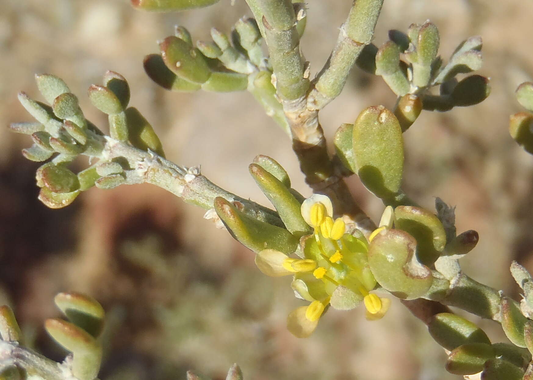 Image of Zygophyllum borissovae Beier & Thulin