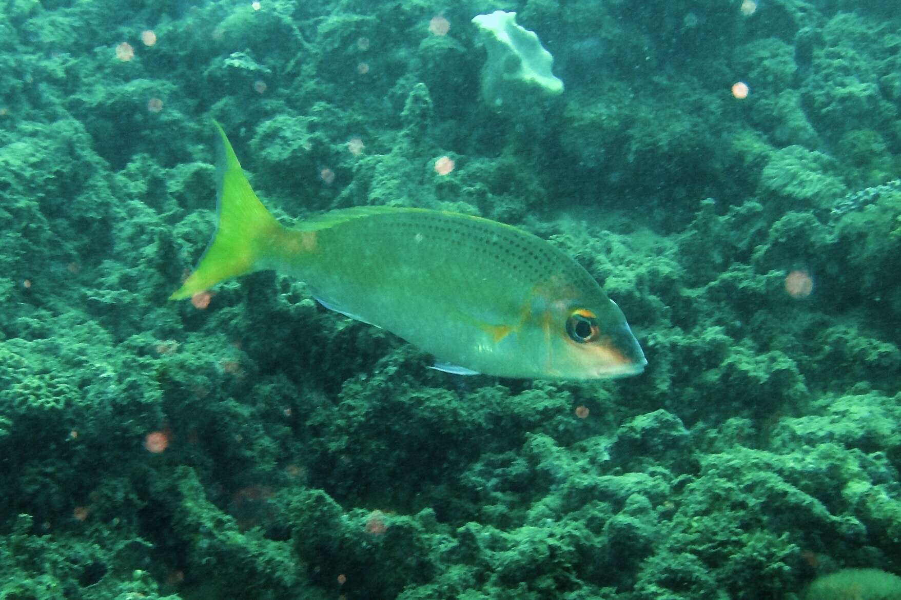 Image of Pale monocle bream