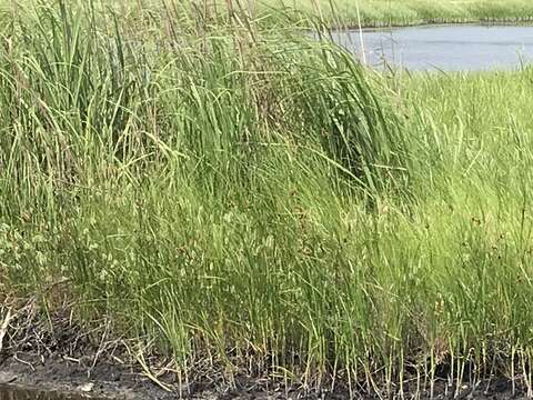 Image of seacoast bulrush