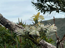 Image of Scrub Kauri