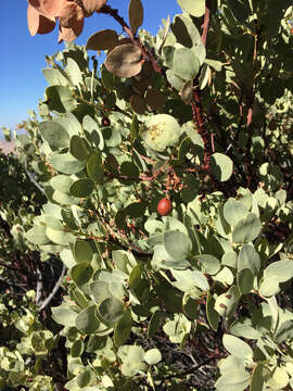 Image of bigberry manzanita