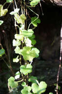 Image de Hydrocotyle hirta R. Br. ex A. Rich.