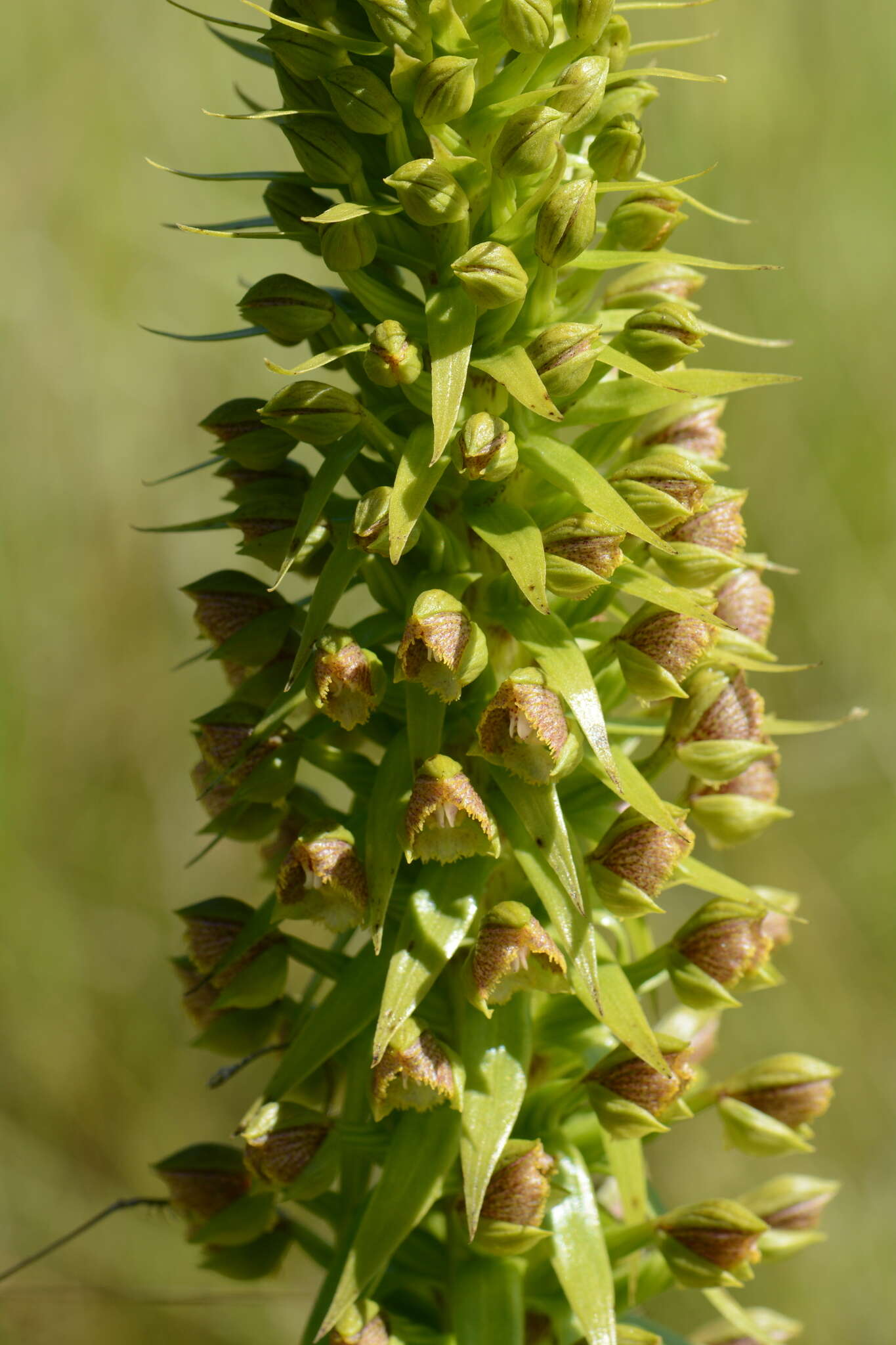 Image of Pterygodium magnum Rchb. fil.