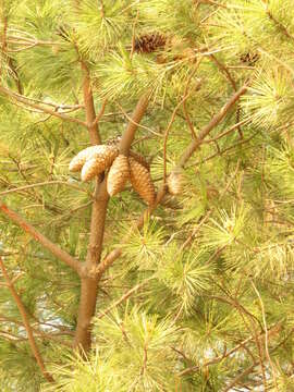 صورة Pinus greggii Engelm. ex Parl.