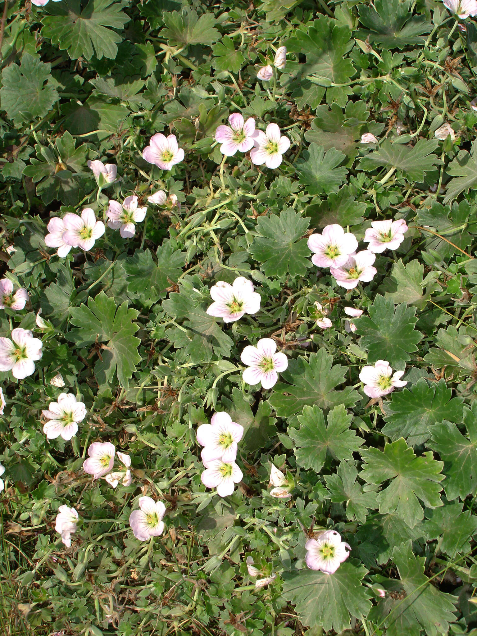 Sivun Geranium traversii Hook. fil. kuva