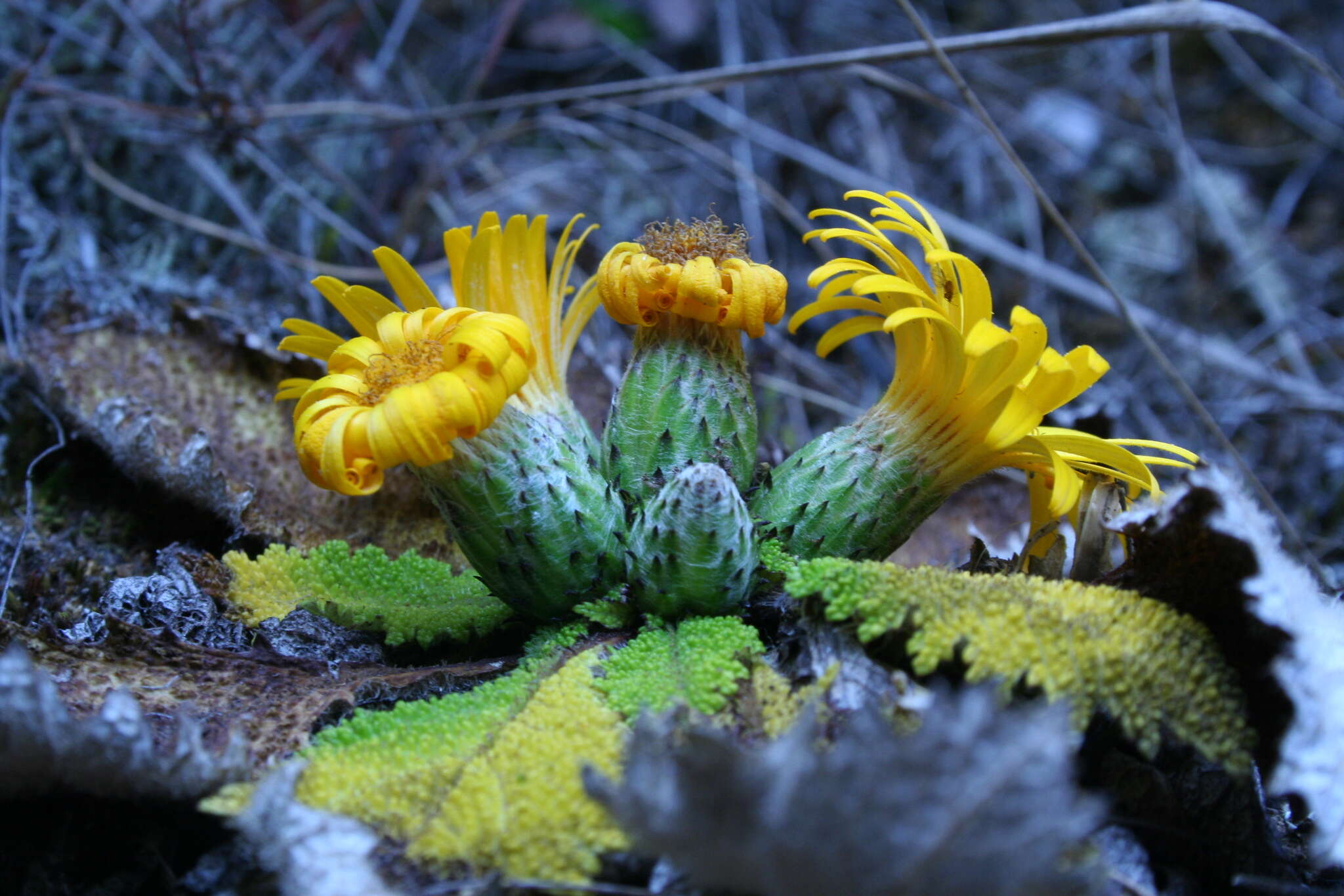 Image of Paranephelius bullatus A. Gray ex Wedd.